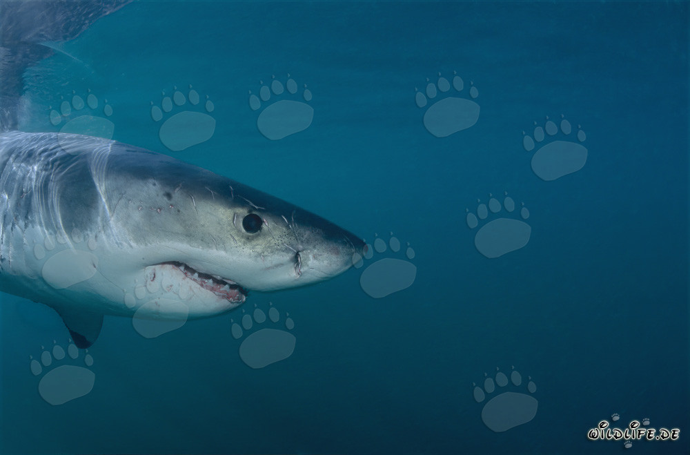 Gran retrato de un gran tiburón blanco frente a Geyser Rock y Dyer Island