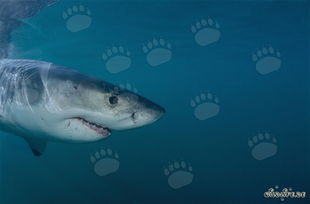 Superbe portrait de grand requin blanc devant Geyser Rock et Dyer Island
