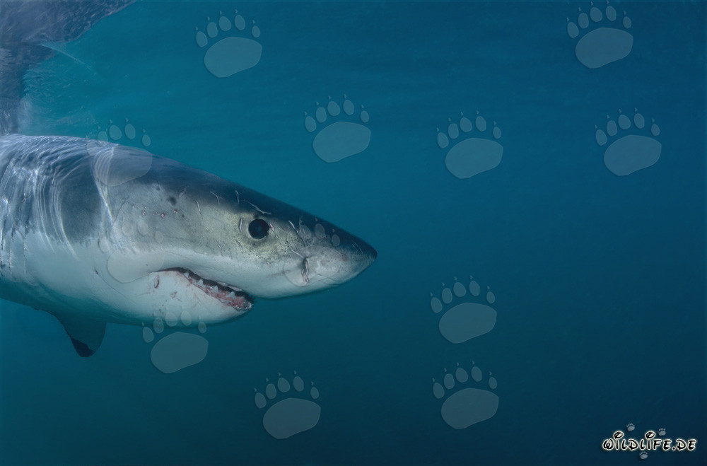Great White Shark portrait in front of Geyser Rock and Dyer Island