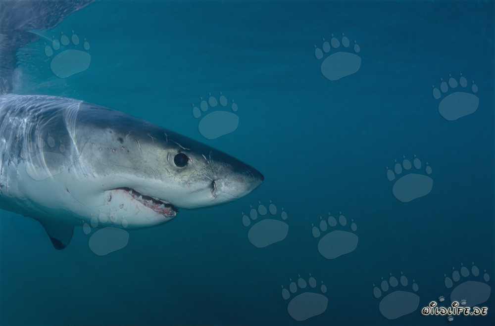Großartiges Weißer Hai Porträt vor Geyser Rock und Dyer Island