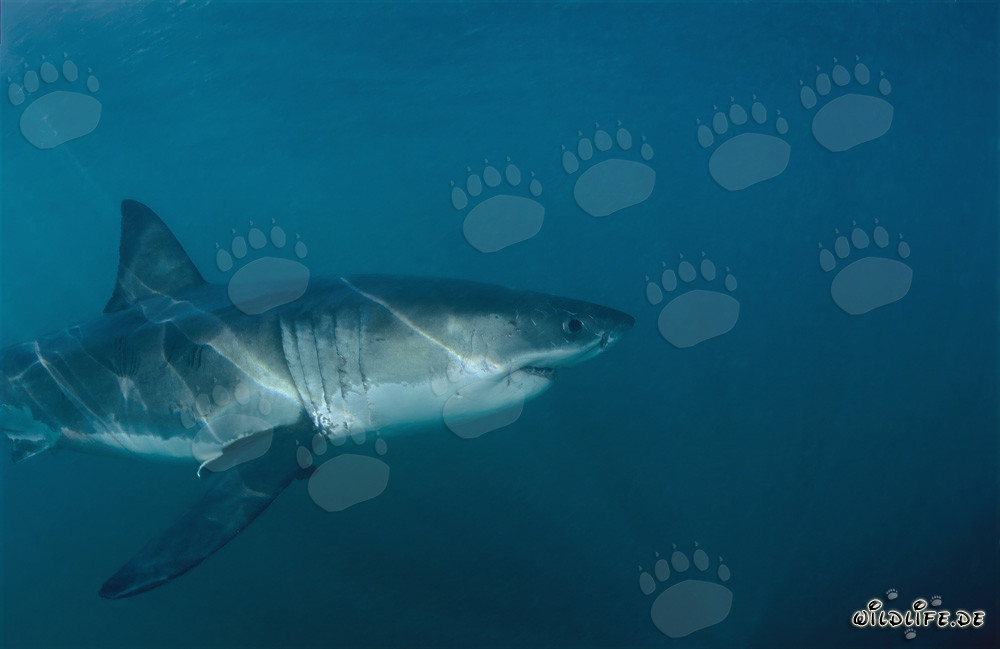 Le grand requin blanc recherche une otarie dans les eaux sombres