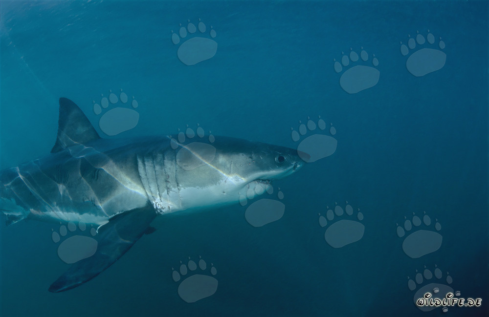 In the dark water, the Great White Shark hunts for a fur seal