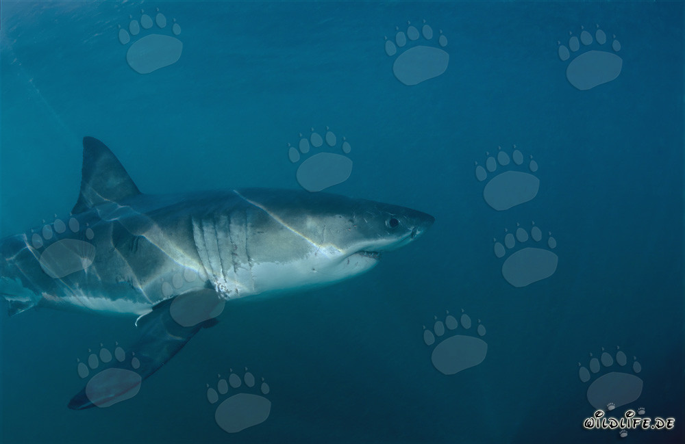 En las aguas oscuras, el tiburón blanco busca una foca