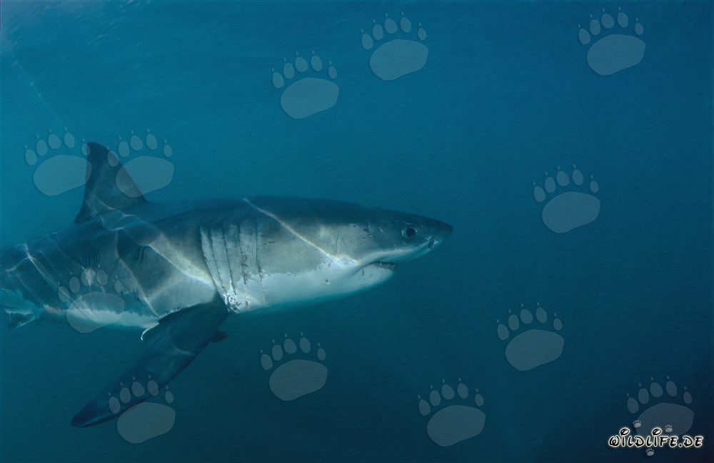 Im dunklen Wasser sucht der Weiße Hai nach einer Pelzrobbe