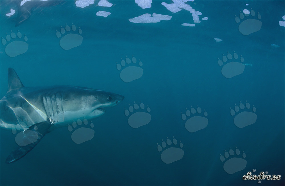 Fascinante depredador marino: El Gran Tiburón Blanco frente a la costa de Sudáfrica