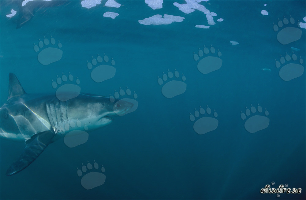 Fascinant prédateur des mers : Le Grand Requin Blanc au large de la côte sud-africaine