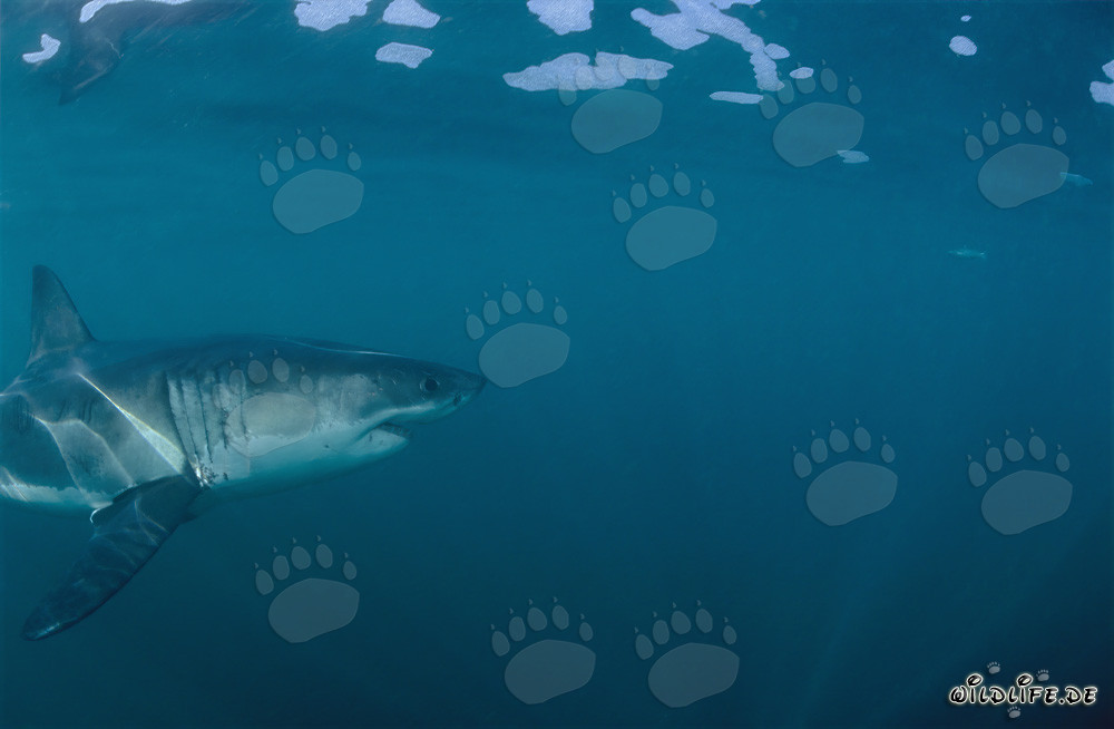 Fascinating Sea Predator: The Great White Shark off the Coast of South Africa