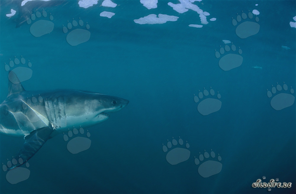 Affascinante predatore marino: Lo Squalo Bianco al largo della costa sudafricana