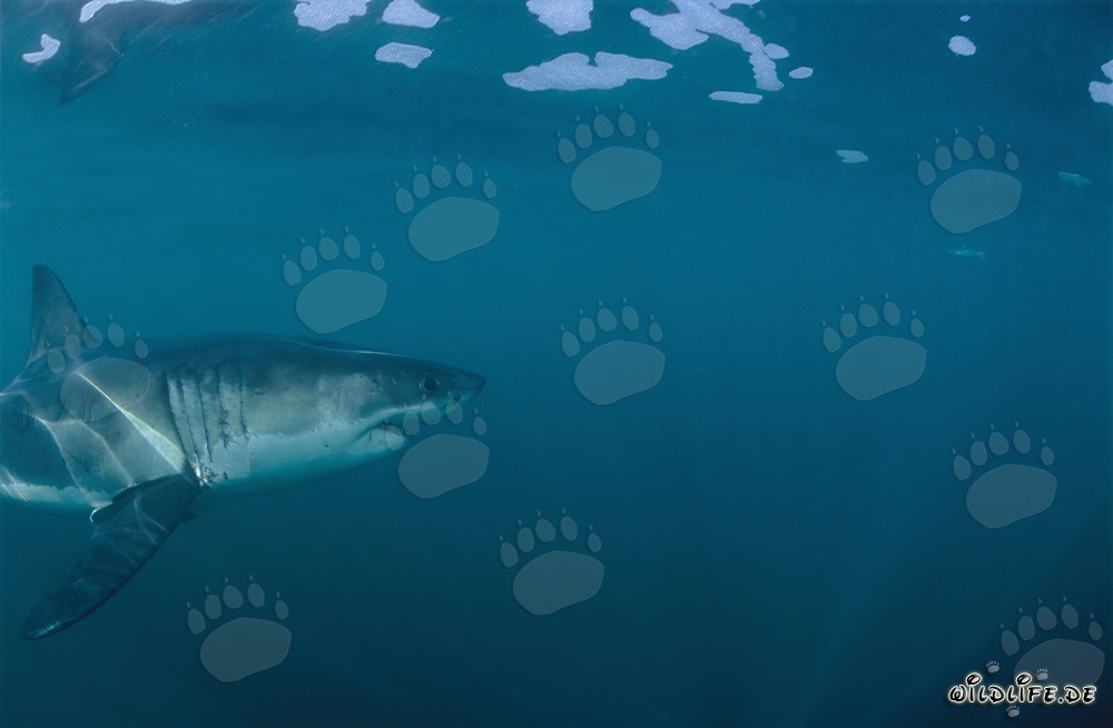 Faszinierender Meeresräuber: Der Weiße Hai vor der Küste Südafrikas