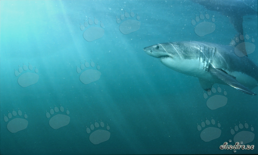 Gran tiburón blanco cerca de la superficie del agua