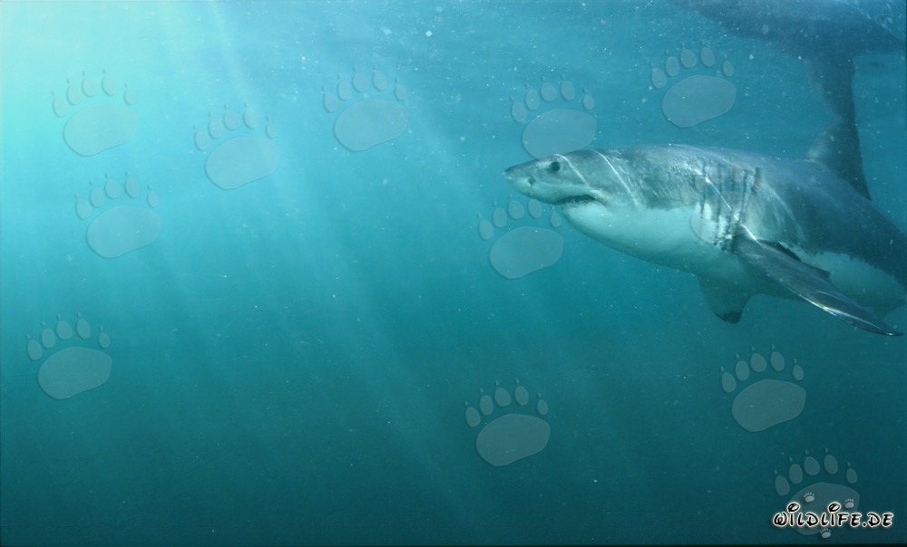 Grand requin blanc près de la surface de l'eau