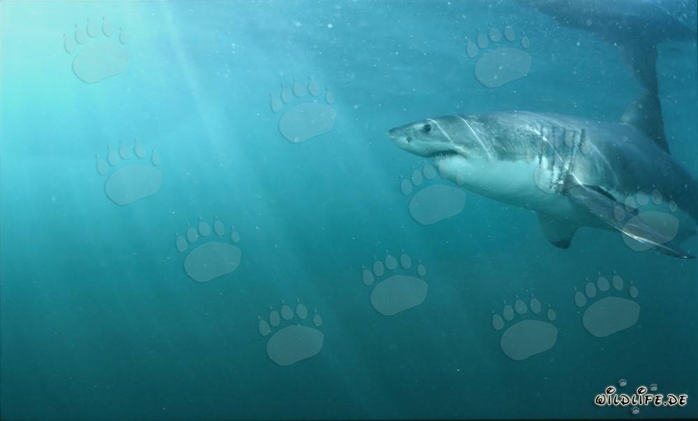 Great White Shark near the water surface