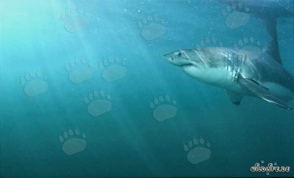 Großer Weißer Hai nahe der Wasseroberfläche