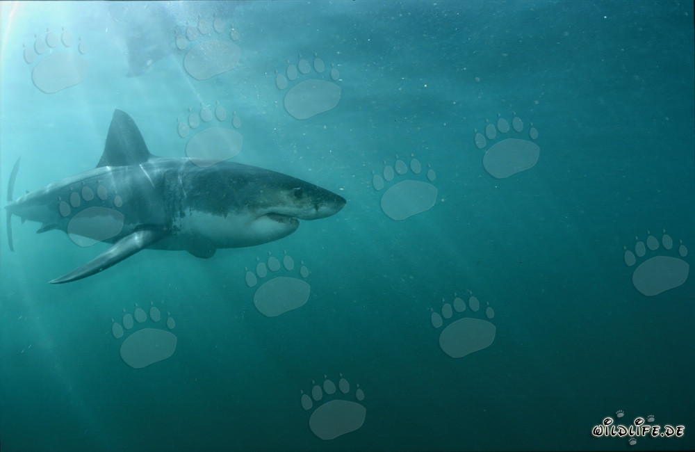 Majestic Great White Shark in the Light of the Sun