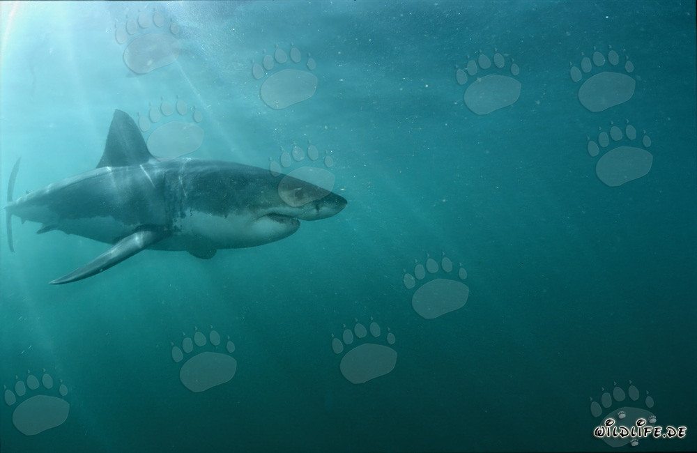 Grand requin blanc majestueux sous la lumière du soleil
