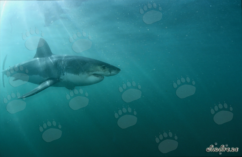 Maestoso squalo bianco alla luce del sole