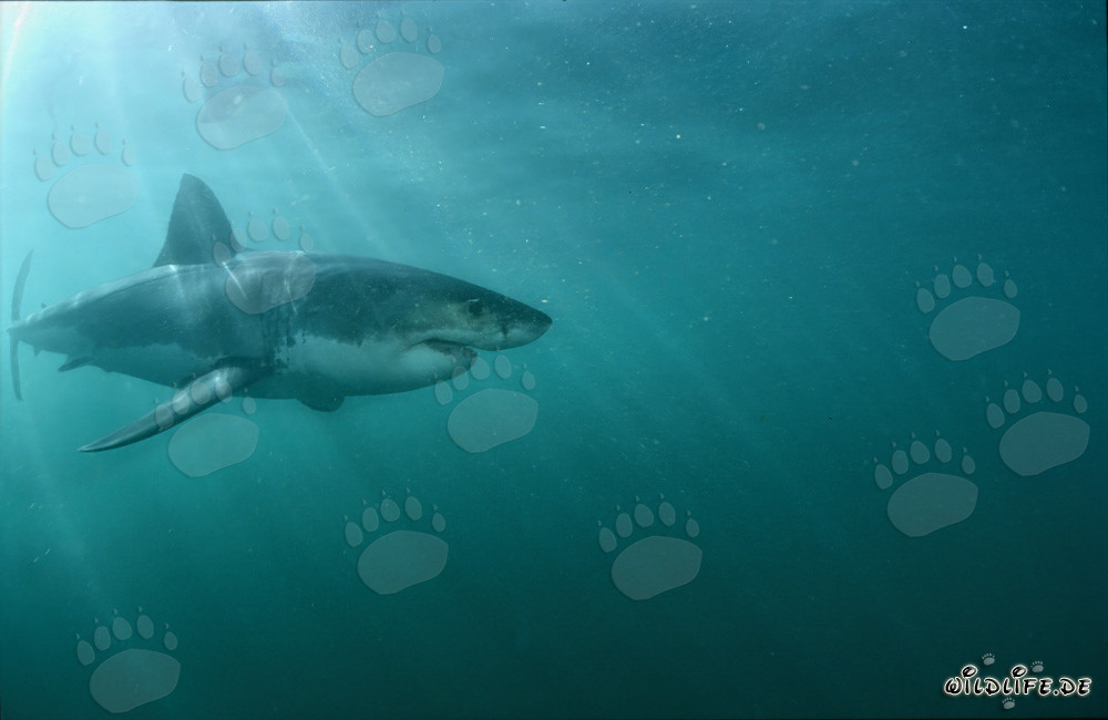 Majestätischer Weißer Hai im Licht der Sonne
