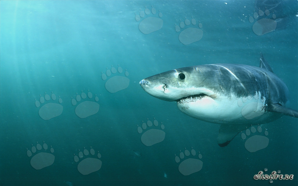 Encuentro fascinante con el gran tiburón blanco: observación de un depredador majestuoso de los mares