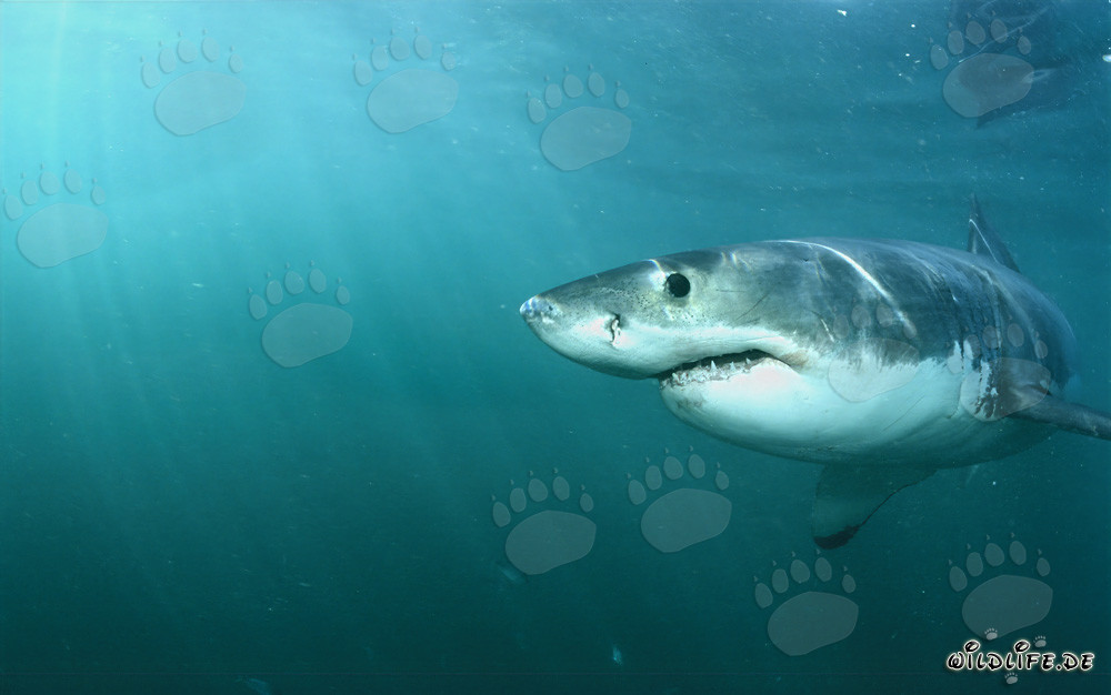 Rencontre fascinante avec le grand requin blanc : observation d'un prédateur majestueux des mers