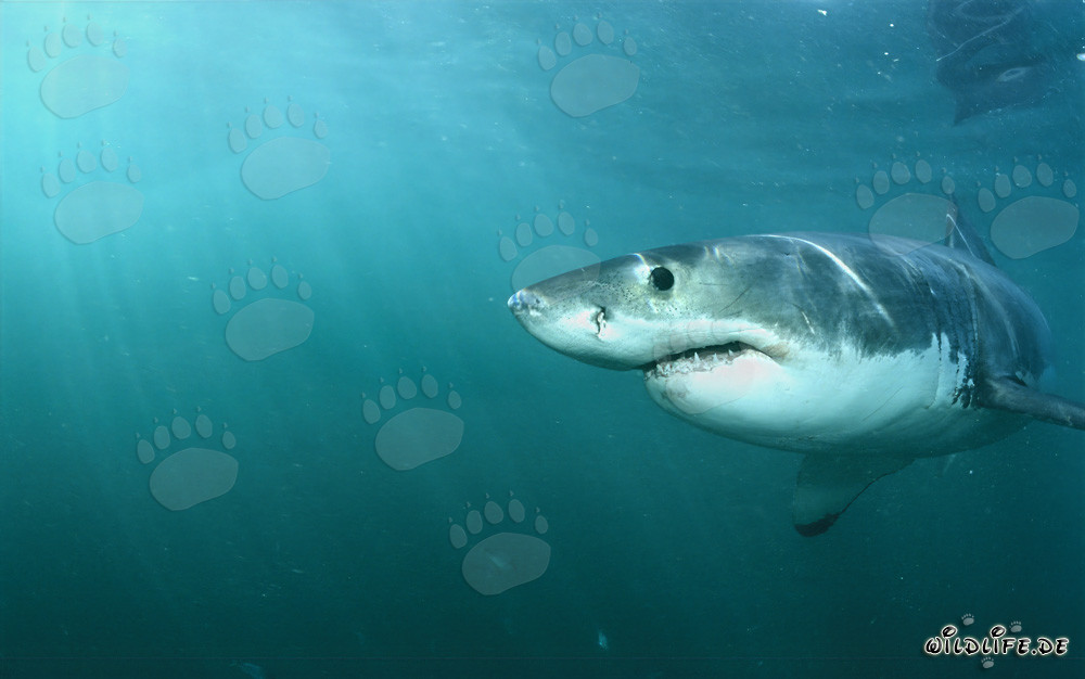 Fascinating Great White Shark: Observing a Majestic Predator of the Seas