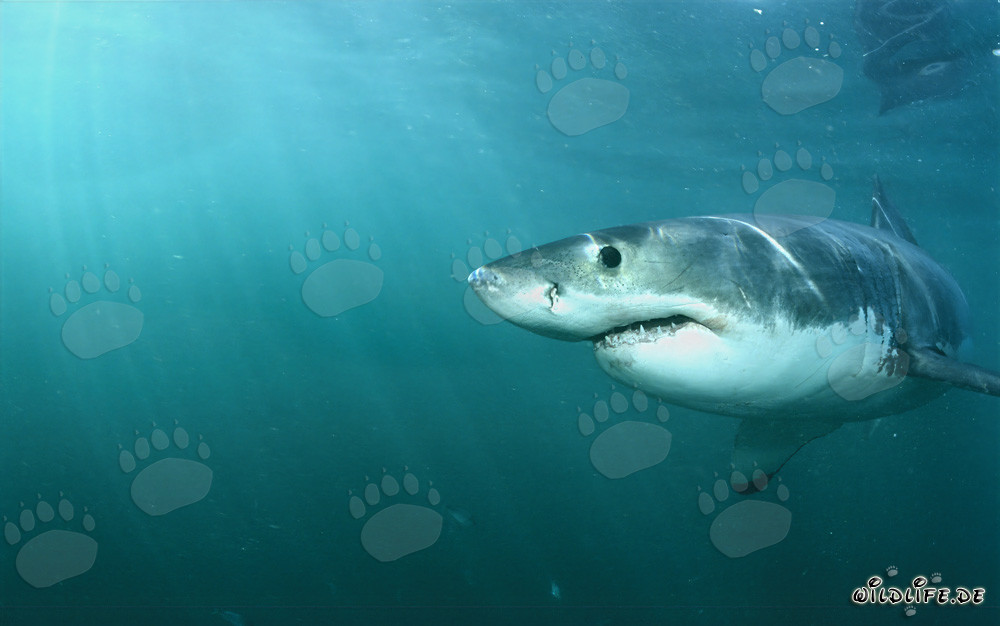 Incontro affascinante con lo squalo bianco: osservazione di un predatore maestoso dei mari