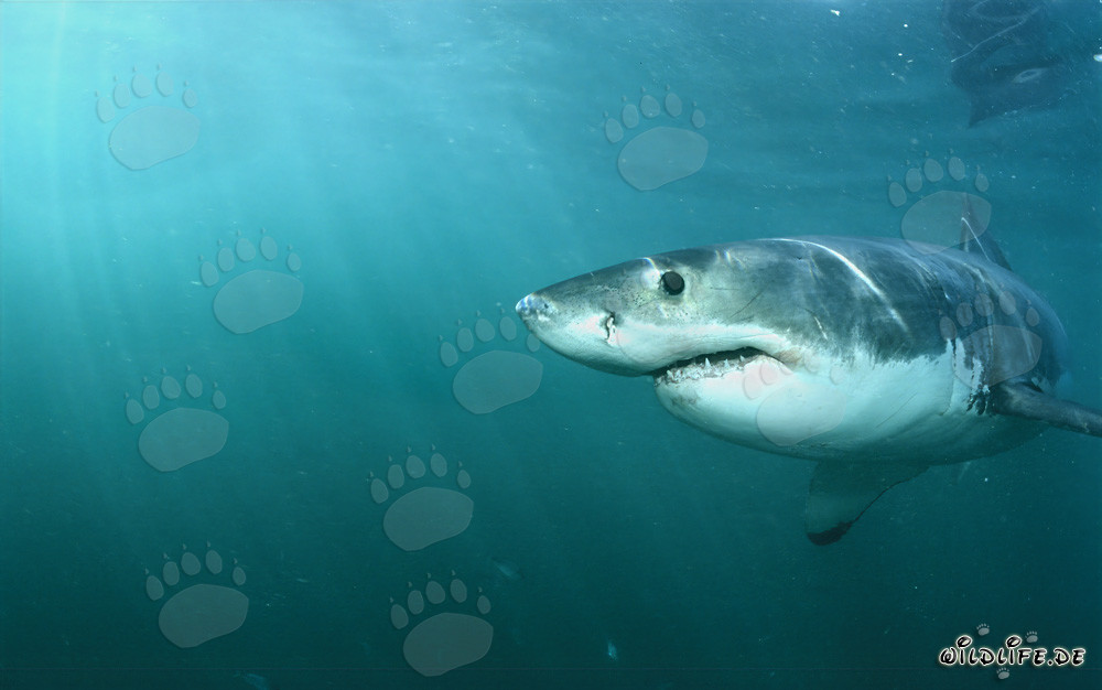 Faszinierender Weißer Hai: Beobachtung eines majestätischen Raubtiers der Meere