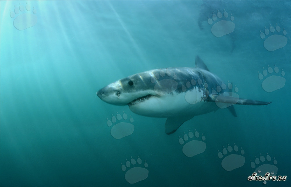 Chasseur fascinant des mers : Le Grand Requin Blanc