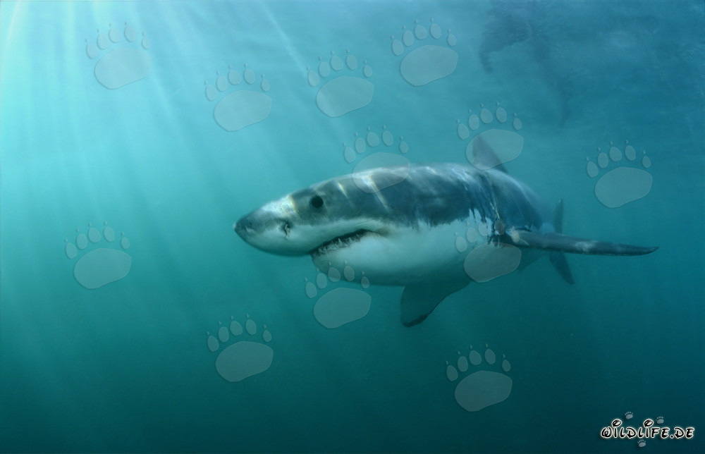 Cazador fascinante de los mares: El Gran Tiburón Blanco