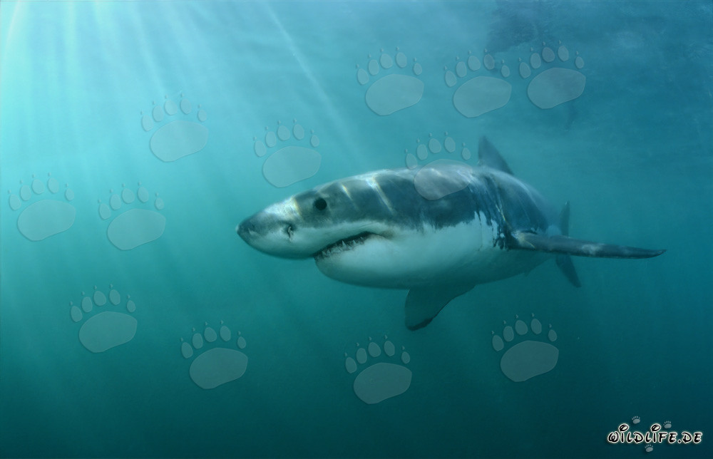 A fascinating marine predator: The Great White Shark