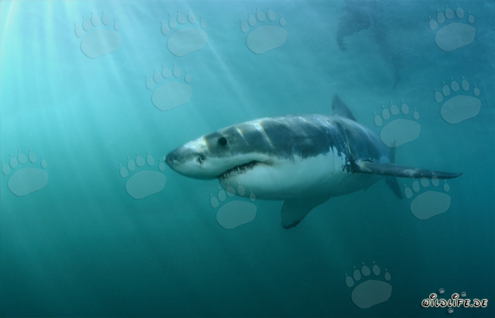 Faszinierender Jäger der Meere: Der Weiße Hai