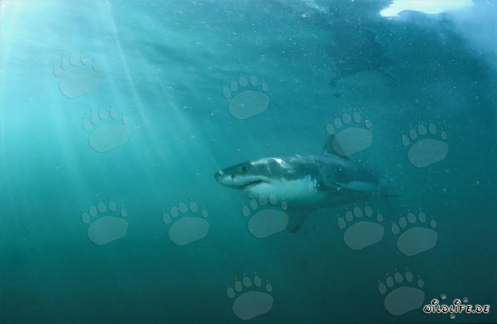 Gran tiburón blanco frente a la isla rocosa de Geyser Rock en Sudáfrica