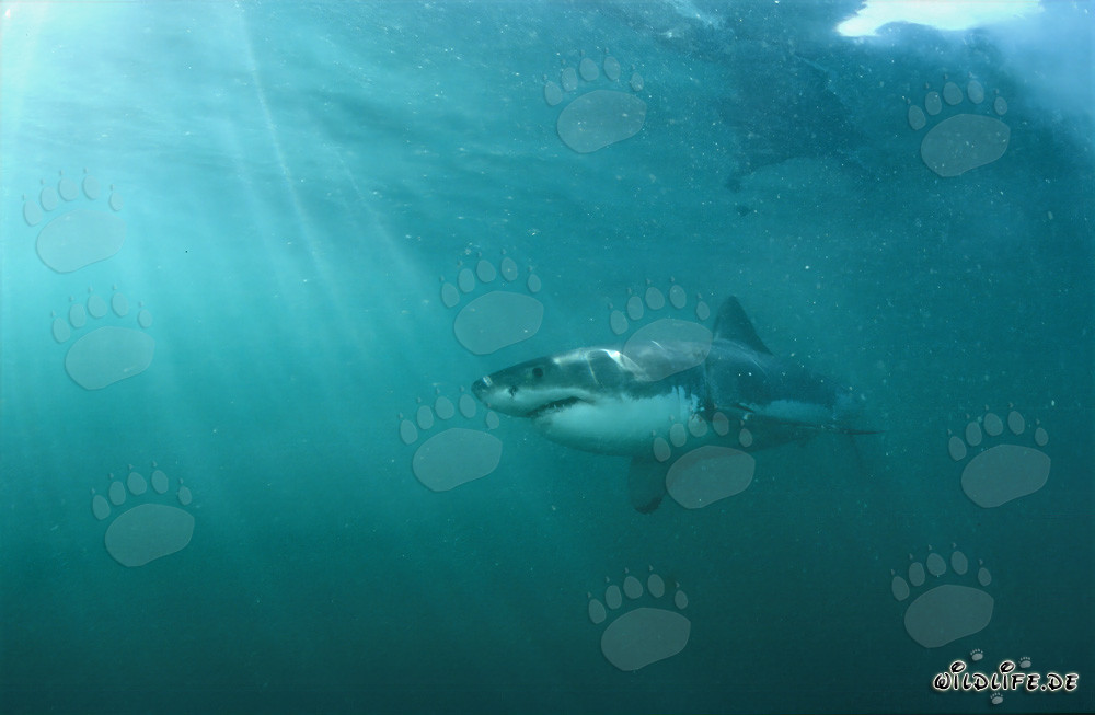 Grand requin blanc devant l'île rocheuse de Geyser Rock en Afrique du Sud