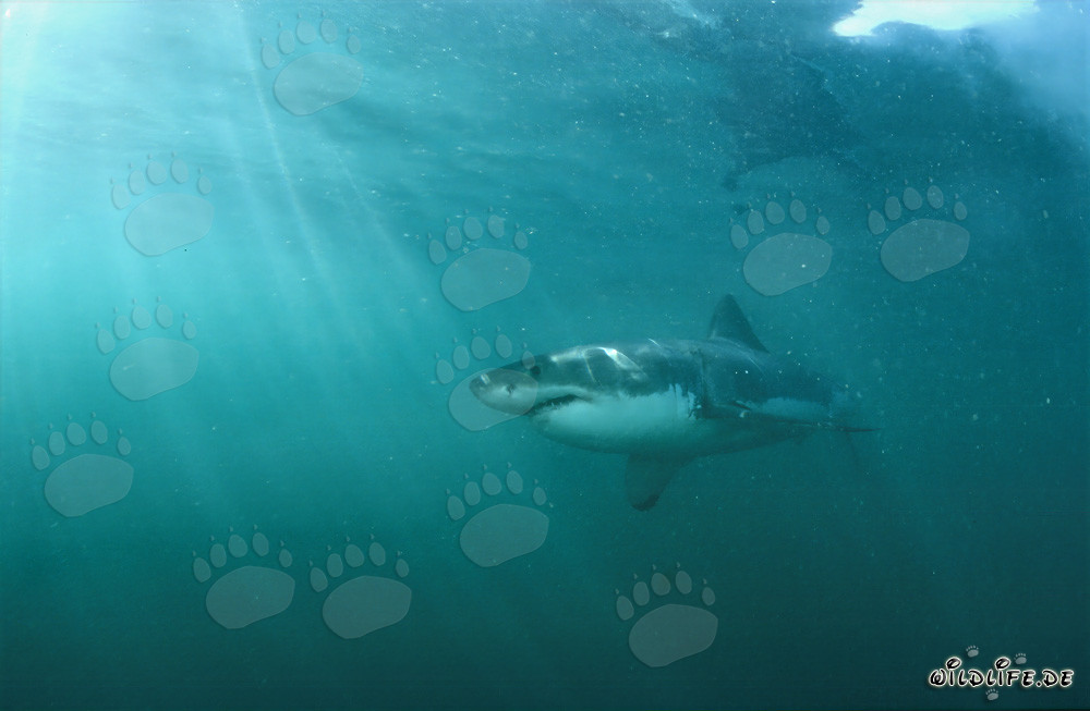 Großer Weißer Hai vor der Felseninsel Geyser Rock in Südafrika