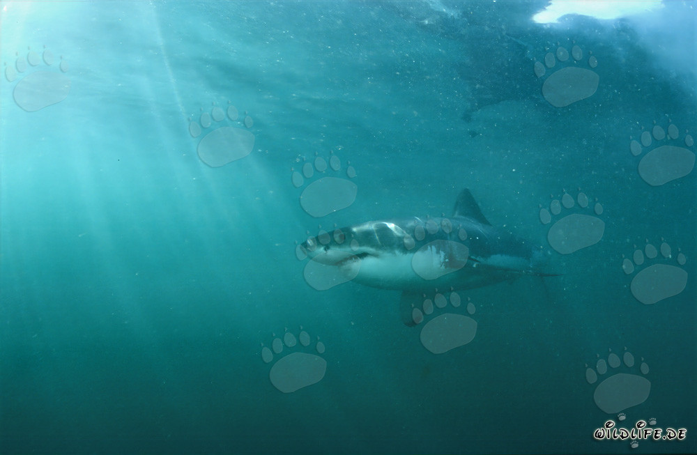 Great White Shark near Geyser Rock in South Africa