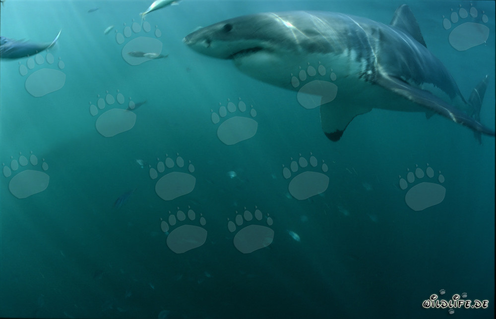 Grand requin blanc au large des côtes sud-africaines