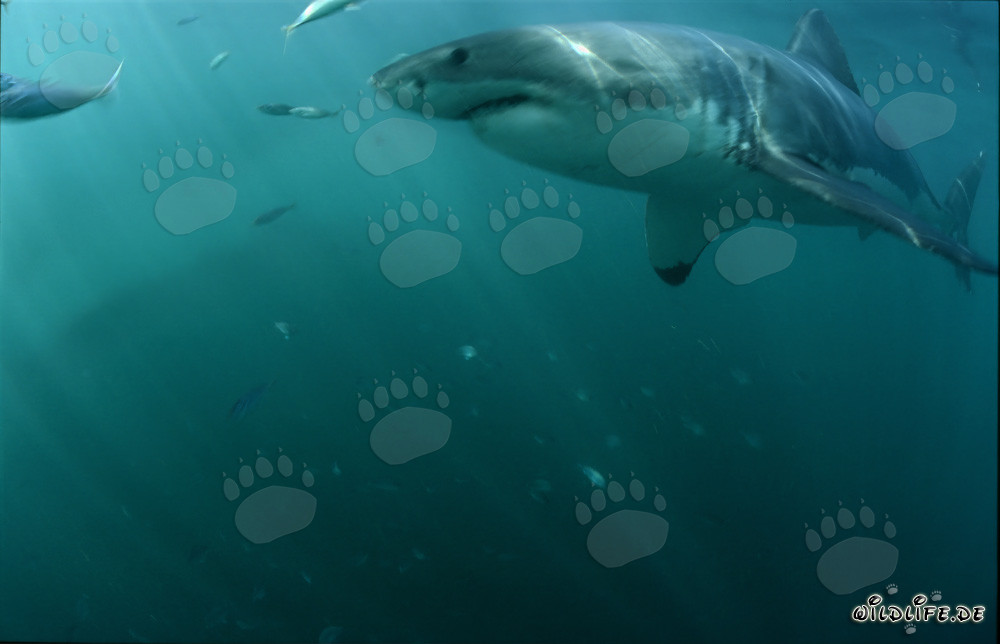 Impressive Great White Shark off the coast of South Africa