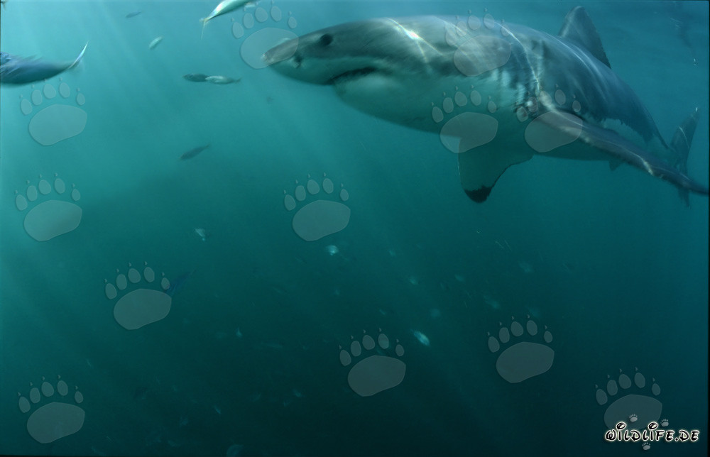 Imponente squalo bianco al largo delle coste sudafricane