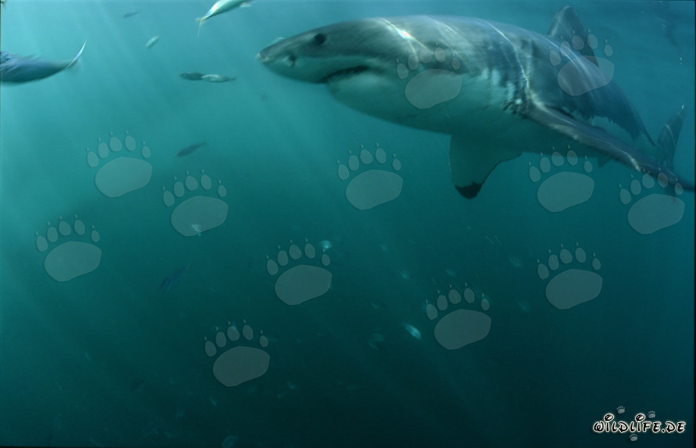 Impresionante tiburón blanco frente a la costa de Sudáfrica