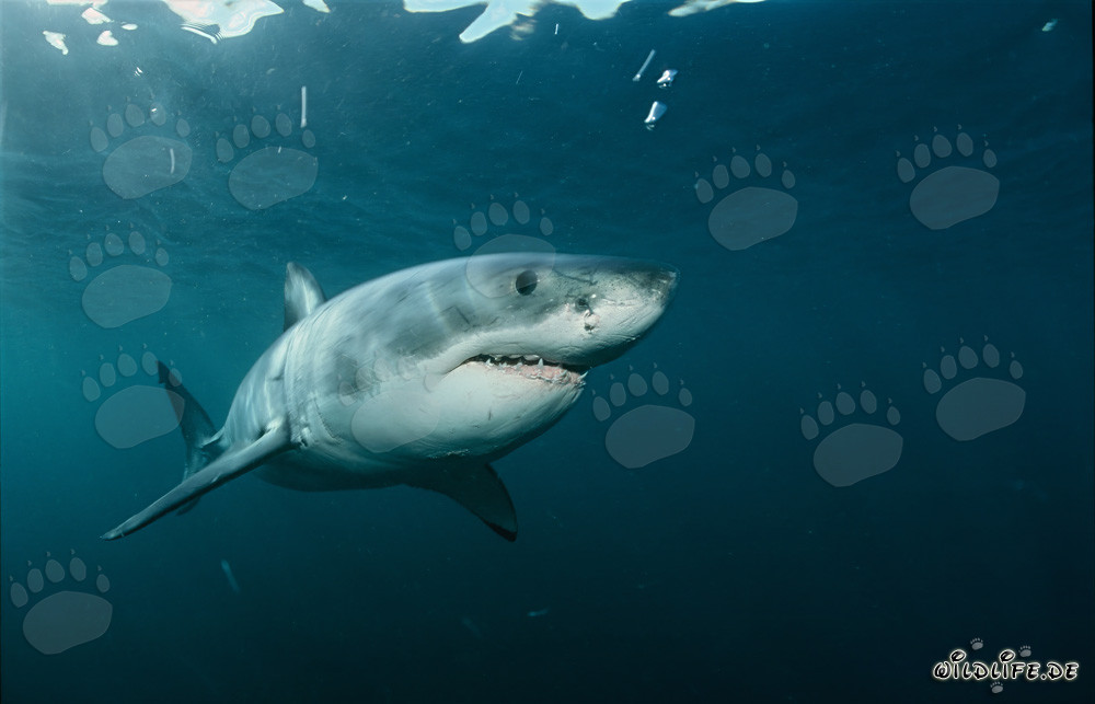 Impresionante Gran Tiburón Blanco