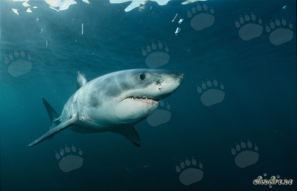 Impressionnant Grand Requin Blanc