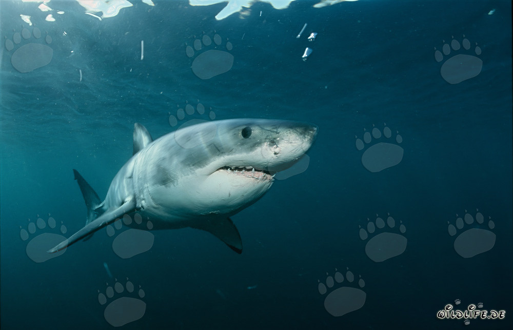 Impressive Giant Fish: The Great White Shark