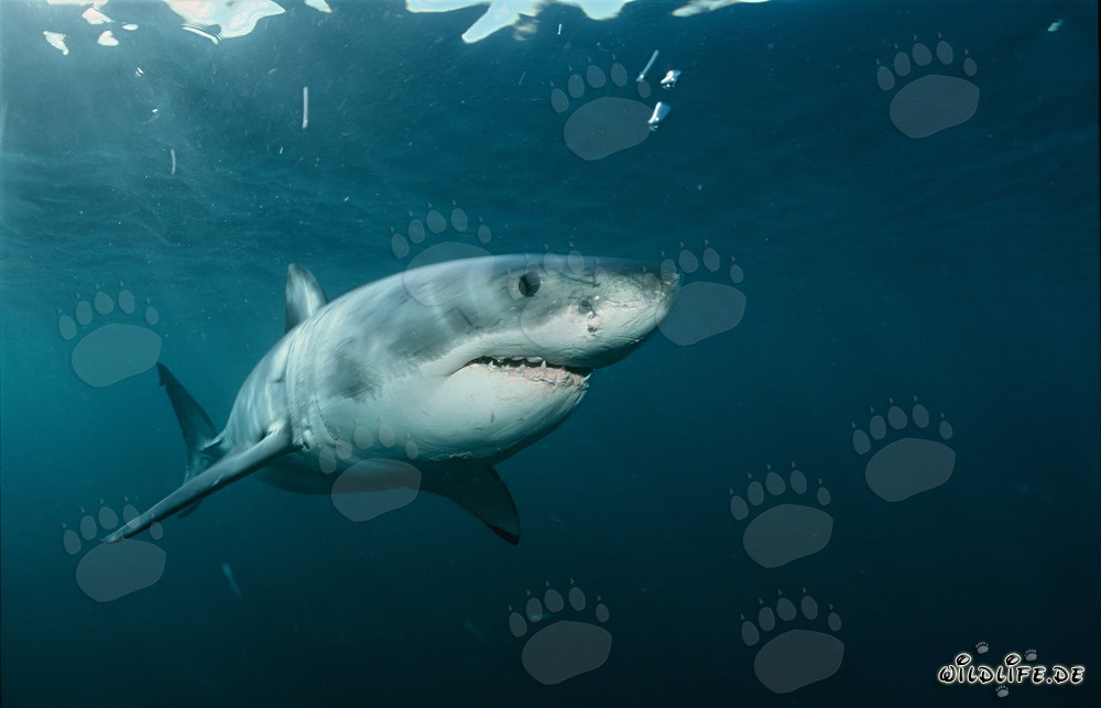 Imposanter Riesenfisch: Der Weiße Hai