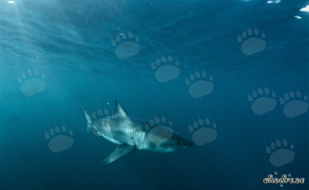 Requins blancs au large des côtes sud-africaines sous la lumière du soleil