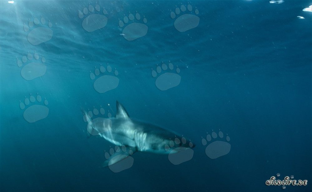 Great White Sharks off the coast of South Africa in the sunlight