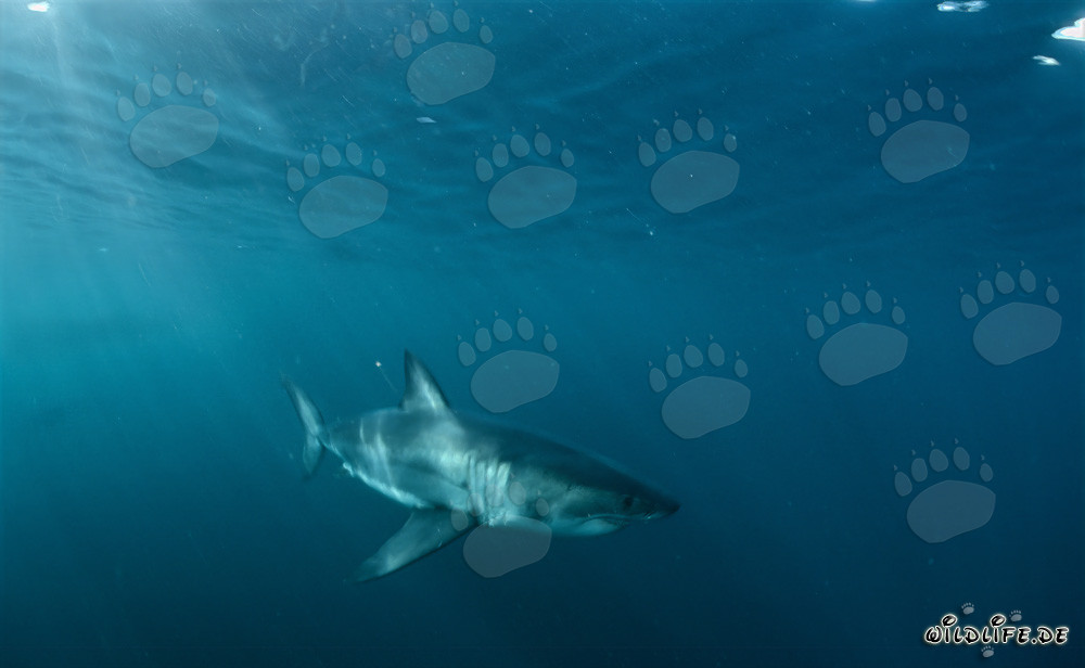 Squali bianchi al largo delle coste sudafricane alla luce del sole