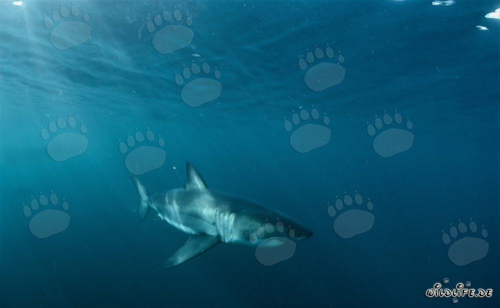 Weiße Haie vor der Küste Südafrikas im Sonnenlicht