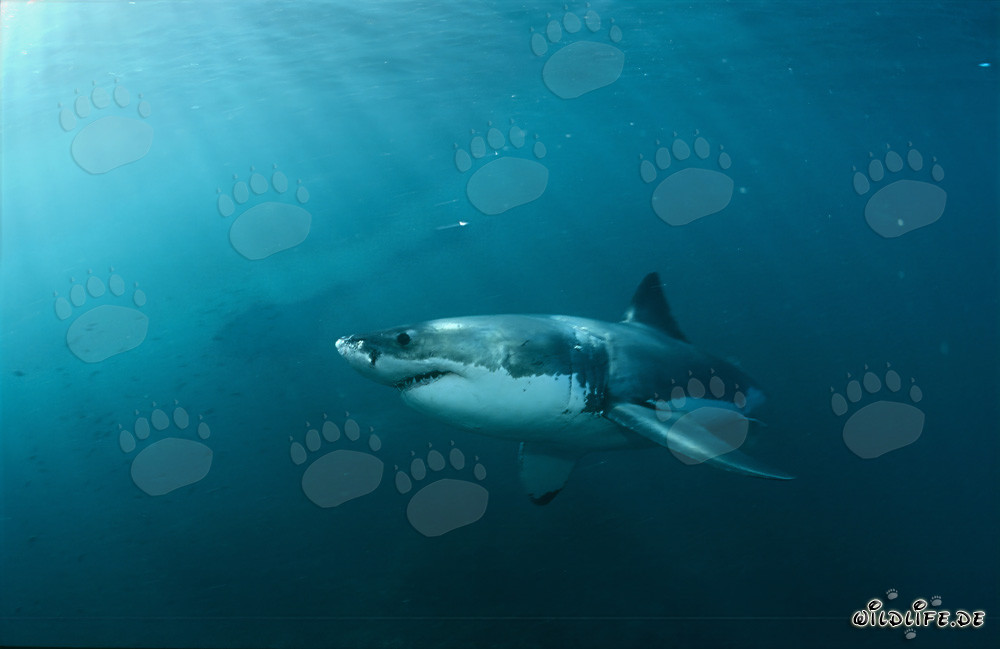 Fascinante Tiburón Blanco: El Gigante de los Mares