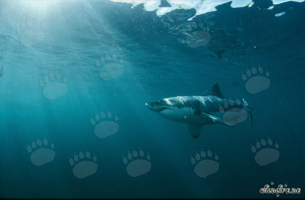 Grand requin blanc dans le monde sous-marin fascinant au large de l'Afrique du Sud