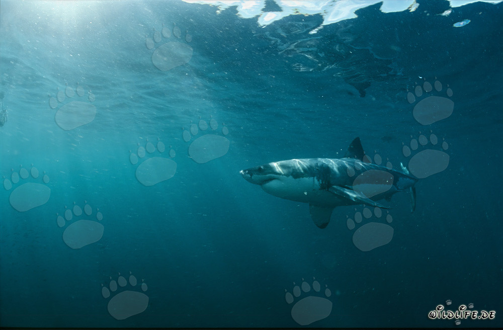 Impressive great white shark in the captivating underwater world off South Africa