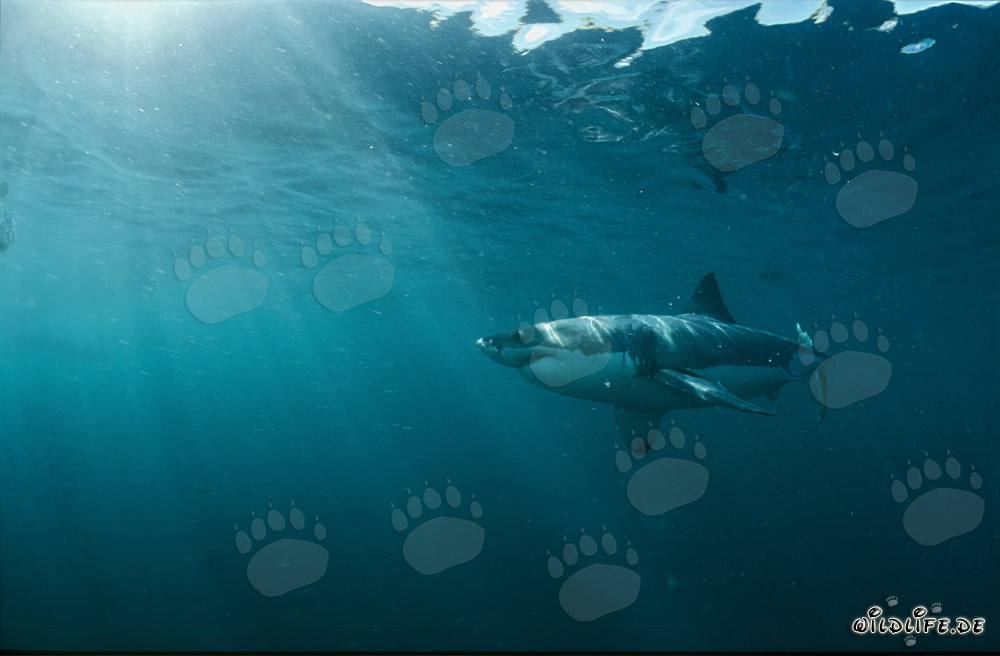Imponente squalo bianco nel fascinante mondo sottomarino al largo del Sudafrica